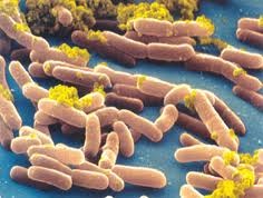 Salmonella_bongori